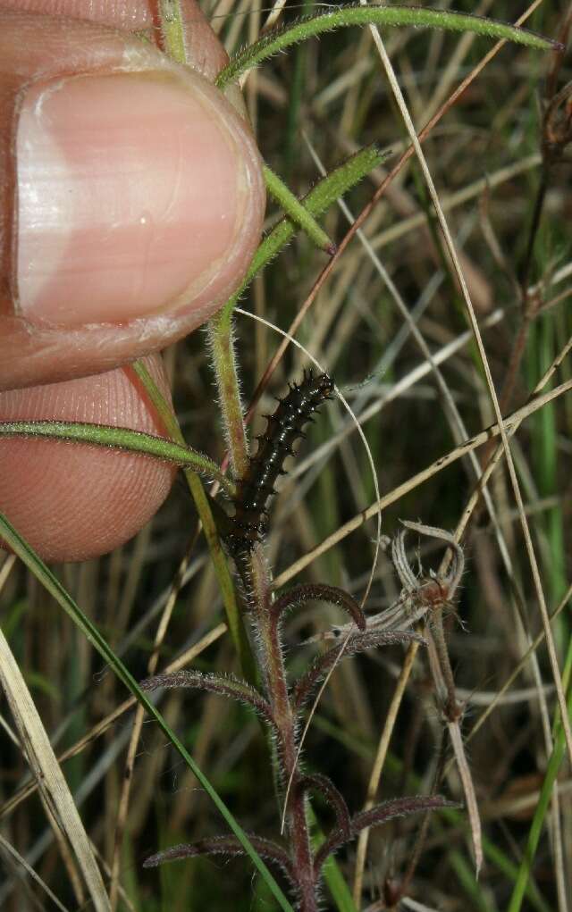 Image of pygmy bluehearts