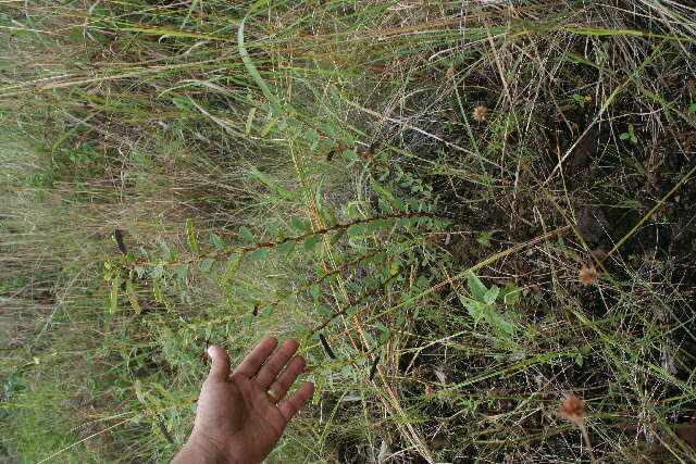 Image of Two-Leaf Sensitive-Pea