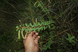 Image de Chamaecrista diphylla (L.) Greene