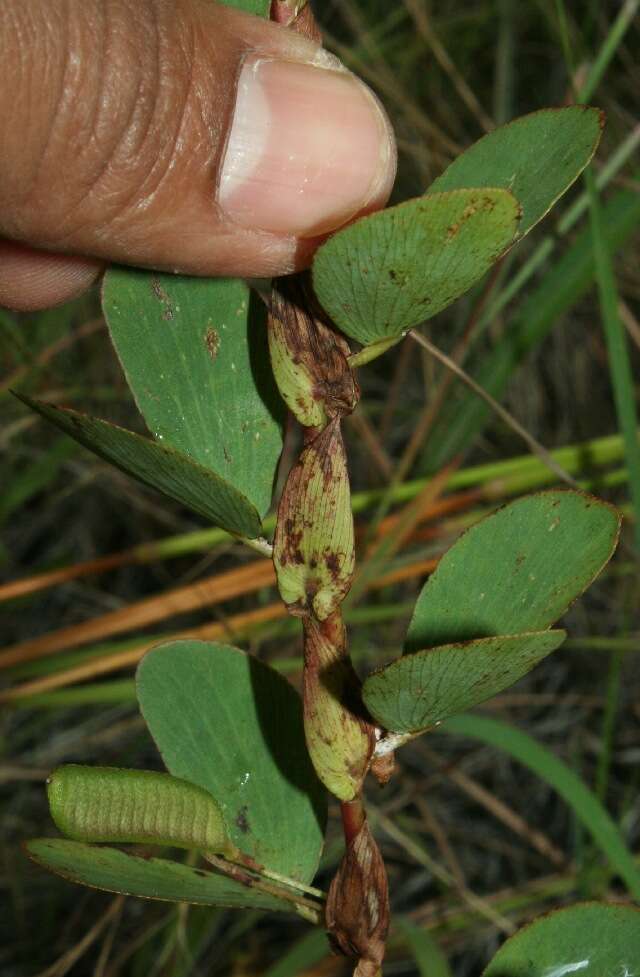 Image de Chamaecrista diphylla (L.) Greene