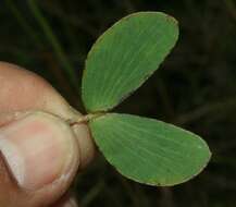 Image de Chamaecrista diphylla (L.) Greene