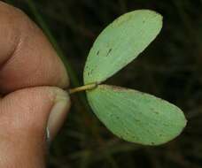 Image de Chamaecrista diphylla (L.) Greene