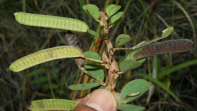 Image de Chamaecrista diphylla (L.) Greene