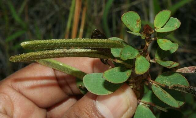 Image de Chamaecrista diphylla (L.) Greene