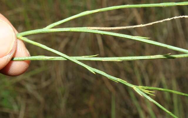 Polygala longicaulis Kunth的圖片