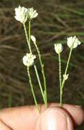 Polygala longicaulis Kunth的圖片