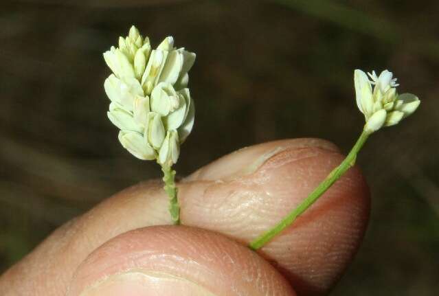 Polygala longicaulis Kunth的圖片