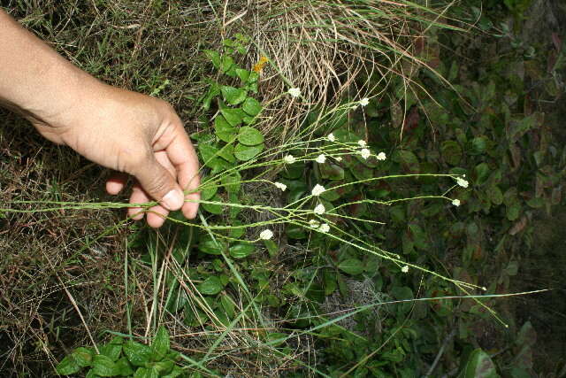 Polygala longicaulis Kunth的圖片