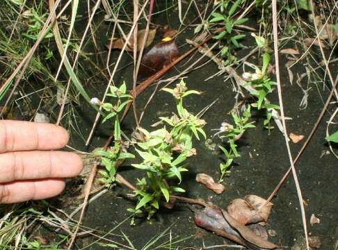 Image of Schultesia guianensis (Aubl.) Malme