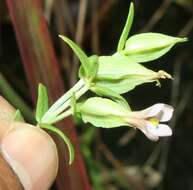 Image of Schultesia guianensis (Aubl.) Malme