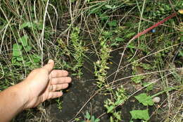 Image of Schultesia guianensis (Aubl.) Malme