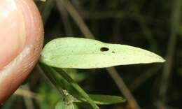 Image of Schultesia guianensis (Aubl.) Malme