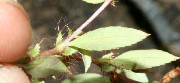 Image of Sauvagesia pulchella Planch.