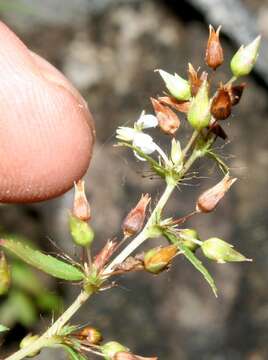 Image of Sauvagesia pulchella Planch.