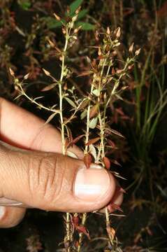 Image of Sauvagesia pulchella Planch.