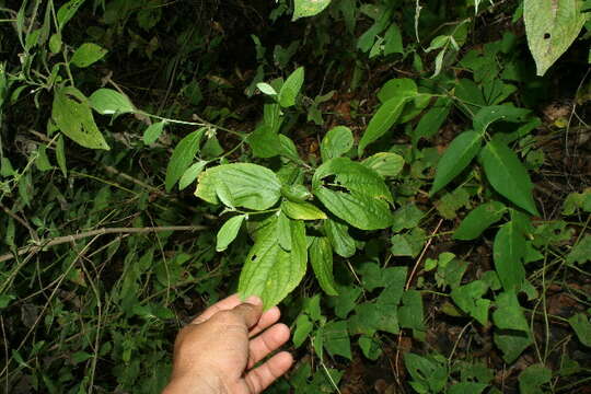 Image of Ditaxis guatemalensis (Müll. Arg.) Pax & K. Hoffm.