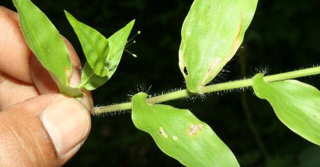 Image of tropical panicgrass