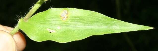 Image of tropical panicgrass