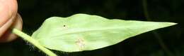 Image of tropical panicgrass