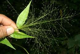 Image of tropical panicgrass