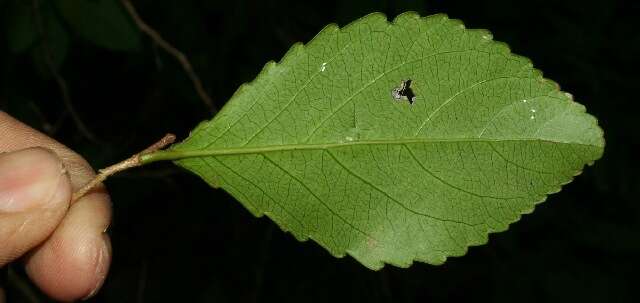 Image of Xylosma flexuosum (Kunth) Hemsl.