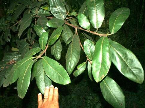 Ficus matiziana Dugand的圖片