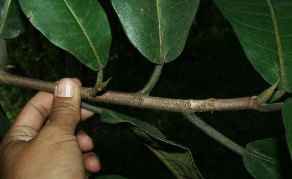 Ficus matiziana Dugand的圖片