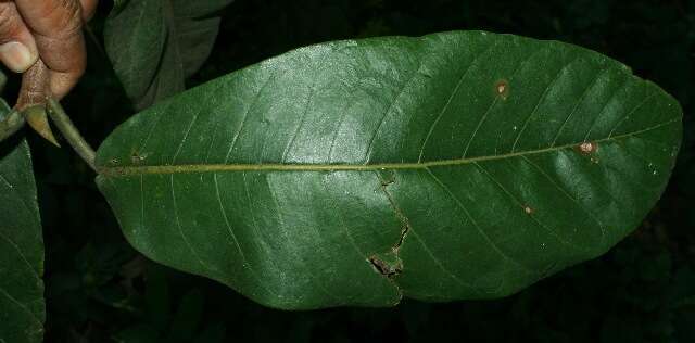 Image of Ficus matiziana Dugand