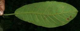 Image of Ficus matiziana Dugand