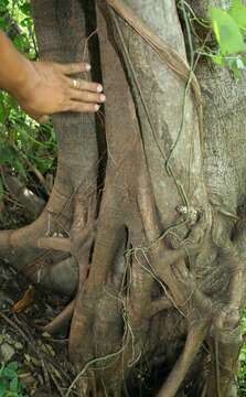 Image of Ficus matiziana Dugand