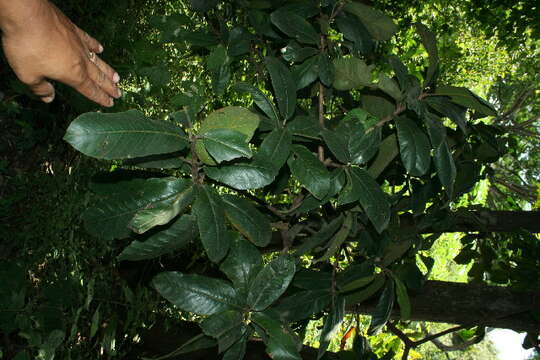 Image of Ficus matiziana Dugand