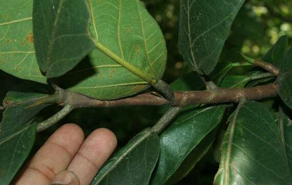 Ficus matiziana Dugand的圖片