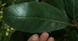 Image of Ficus matiziana Dugand