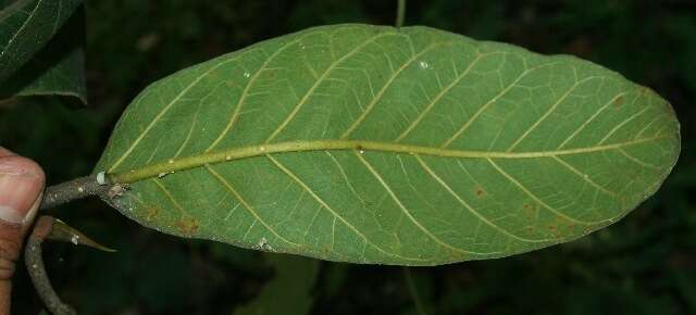 Ficus matiziana Dugand的圖片