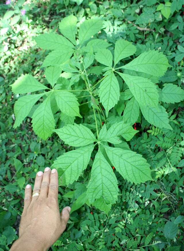 Image of Godmania aesculifolia (Kunth) Standl.