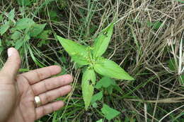 Plancia ëd Spigelia anthelmia L.