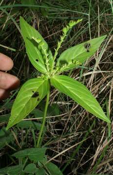 Image of West Indian pinkroot