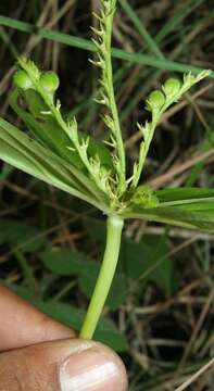 Image of West Indian pinkroot