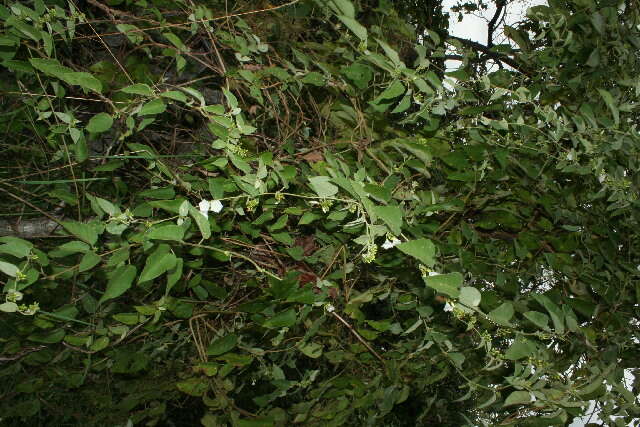 Image of bindweed