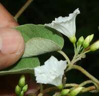 Image of Jacquemontia nodiflora (Desr.) G. Don