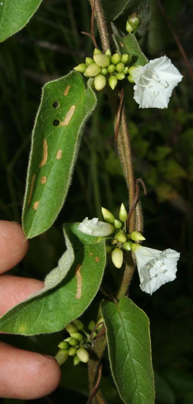 Image of Jacquemontia nodiflora (Desr.) G. Don