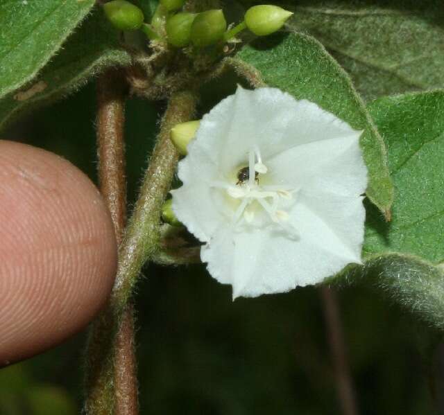 Image of Jacquemontia nodiflora (Desr.) G. Don