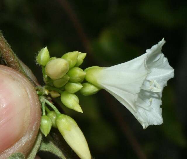 Image of Jacquemontia nodiflora (Desr.) G. Don