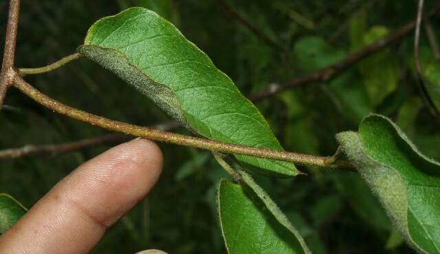 Image of Jacquemontia nodiflora (Desr.) G. Don