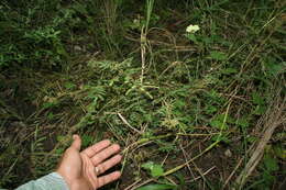 Imagem de Mimosa camporum Benth.