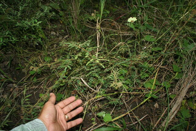 Image of Mimosa camporum Benth.