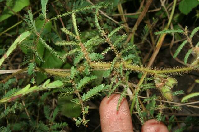 Imagem de Mimosa camporum Benth.