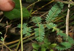 Imagem de Mimosa camporum Benth.