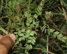 Imagem de Mimosa camporum Benth.