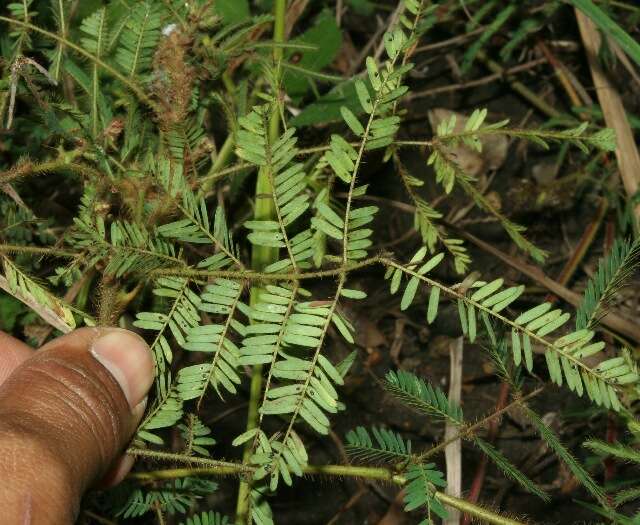 Imagem de Mimosa camporum Benth.